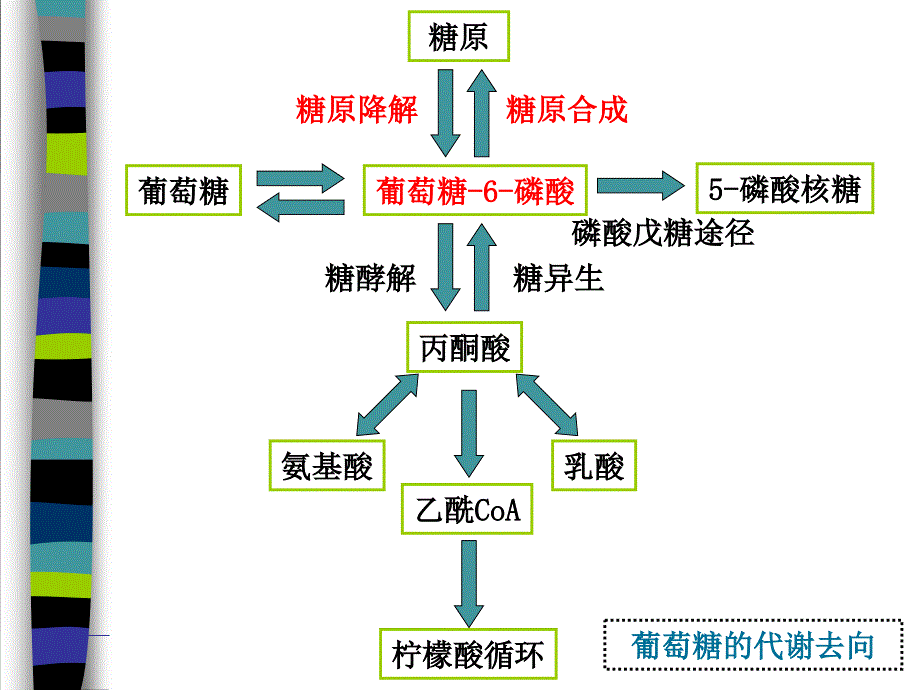 糖的生物合成2_第1页