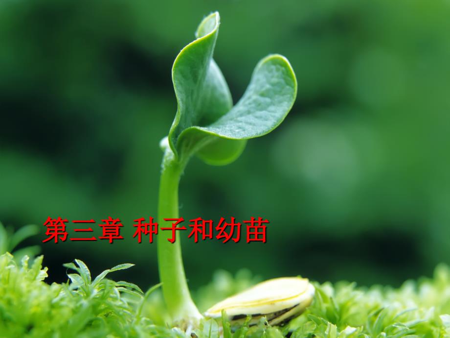 植物學(xué)教學(xué)課件：3-seed and seedling_第1頁