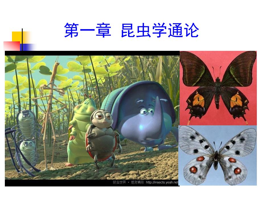 園藝?yán)ハx學(xué)（昆蟲學(xué)通論）：第一章 昆蟲學(xué)通論_第1頁(yè)