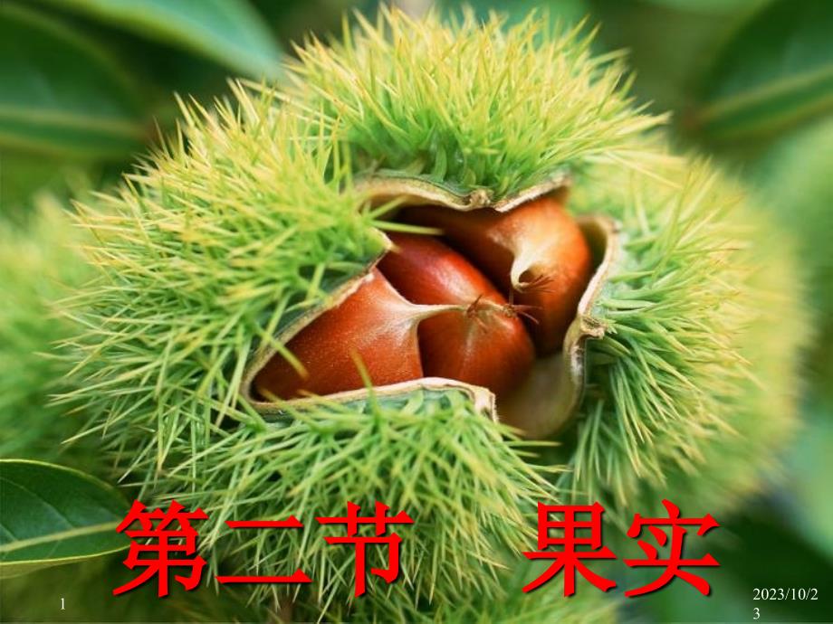 植物學(xué)教學(xué)課件：9-fruit-2_第1頁