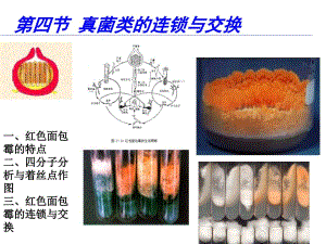 普通遺傳學(xué)：第四章 連鎖遺傳和性連鎖1