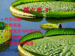 植物學(xué)教學(xué)課件：6-leaf-1