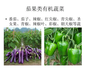 有機(jī)蔬菜課件：茄果類有機(jī)蔬菜