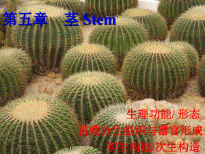 植物學(xué)教學(xué)課件：5-stem-1