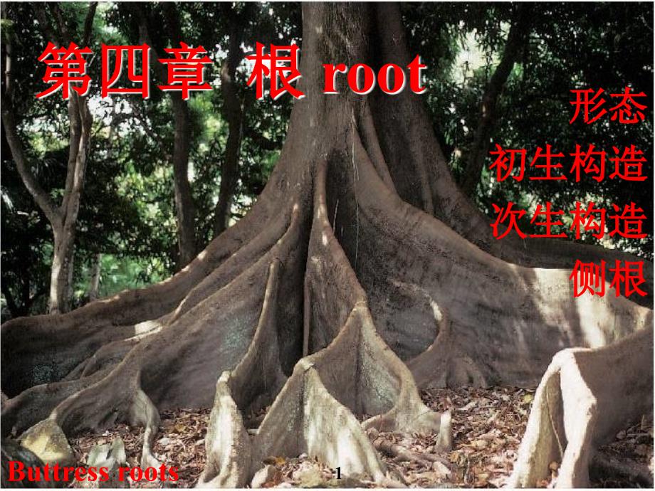 植物學(xué)教學(xué)課件：4-root-1_第1頁