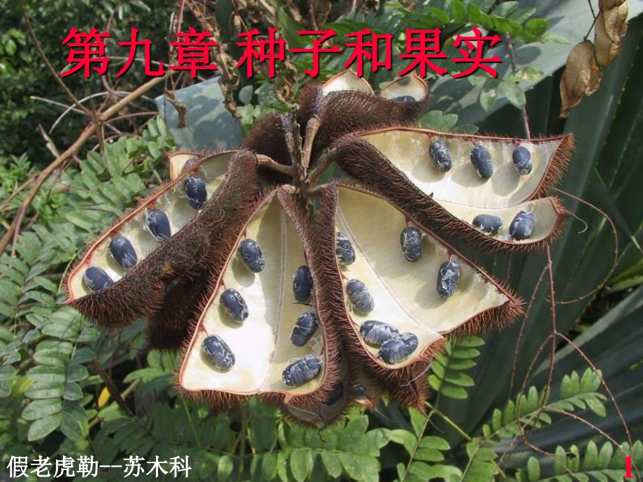 植物學(xué)教學(xué)課件：9-seed-1_第1頁(yè)