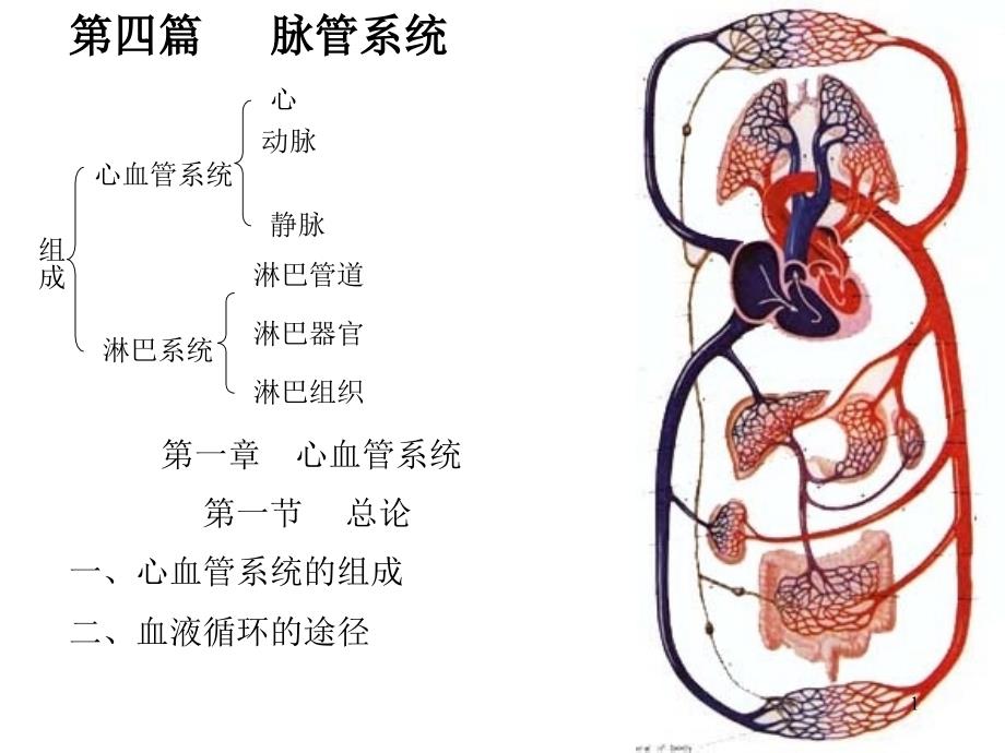 心脏解剖图-1_第1页