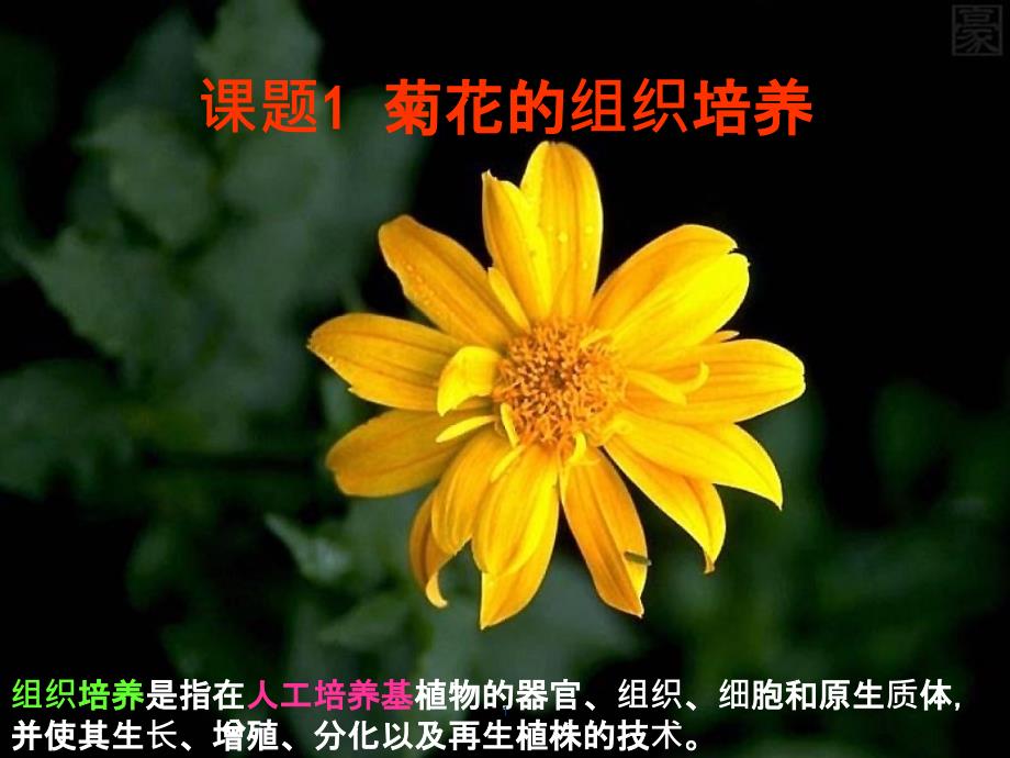 31菊花的组织培养_第1页