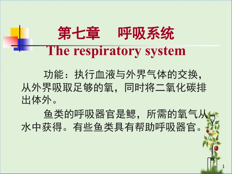 07鱼类的呼吸系统解析_第1页