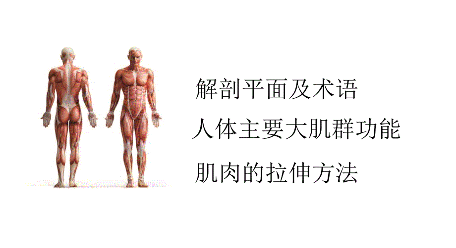 人体大肌群功能及拉伸课件_第1页