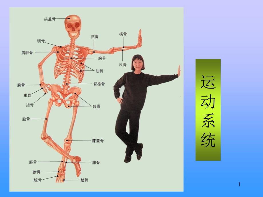 运动系统人体解剖学课件_第1页