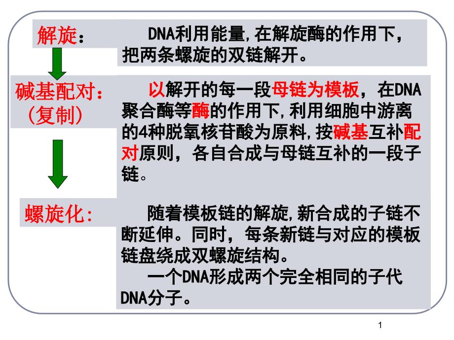 DNA分子的结构和复制习题-ling课件_第1页