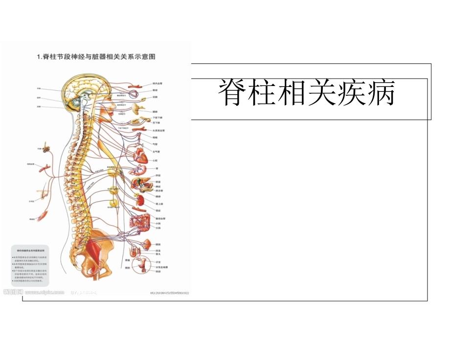 脊柱相关疾病课件_第1页