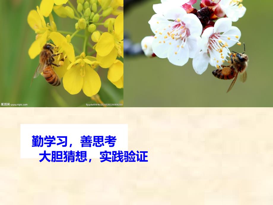 北师大版四年级下册数学数学好玩-密铺公开课--ppt课件_第1页