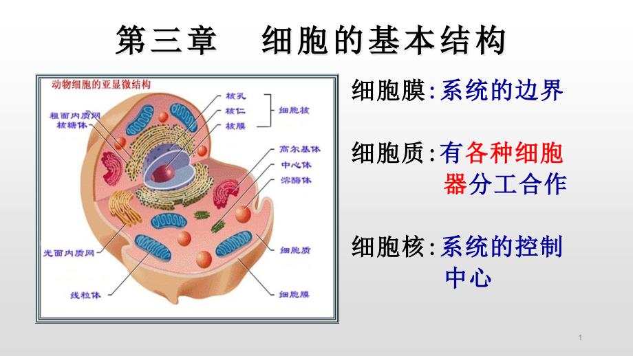 细胞膜的结构和功能课件_第1页