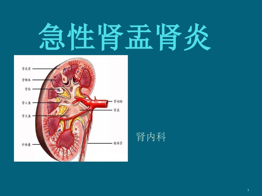 急性肾盂肾炎课件_第1页