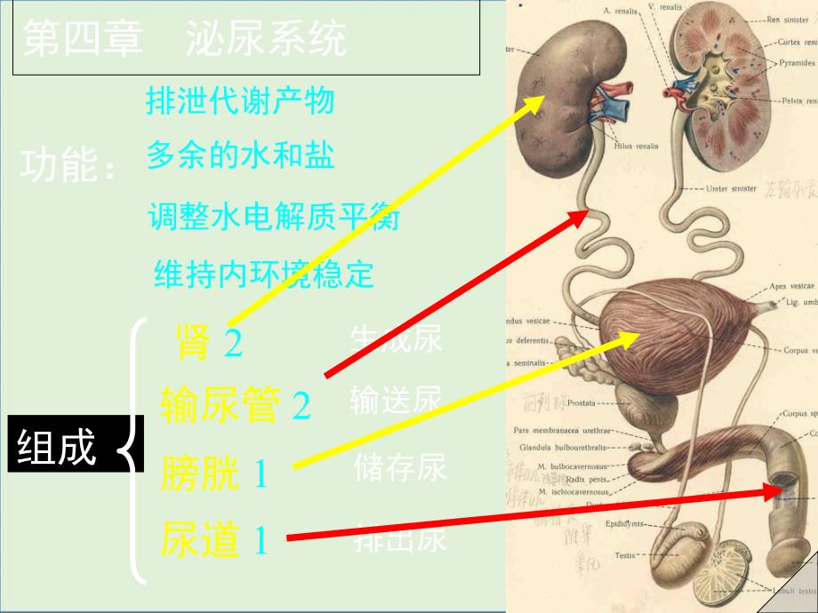 14泌尿系统总结_第1页