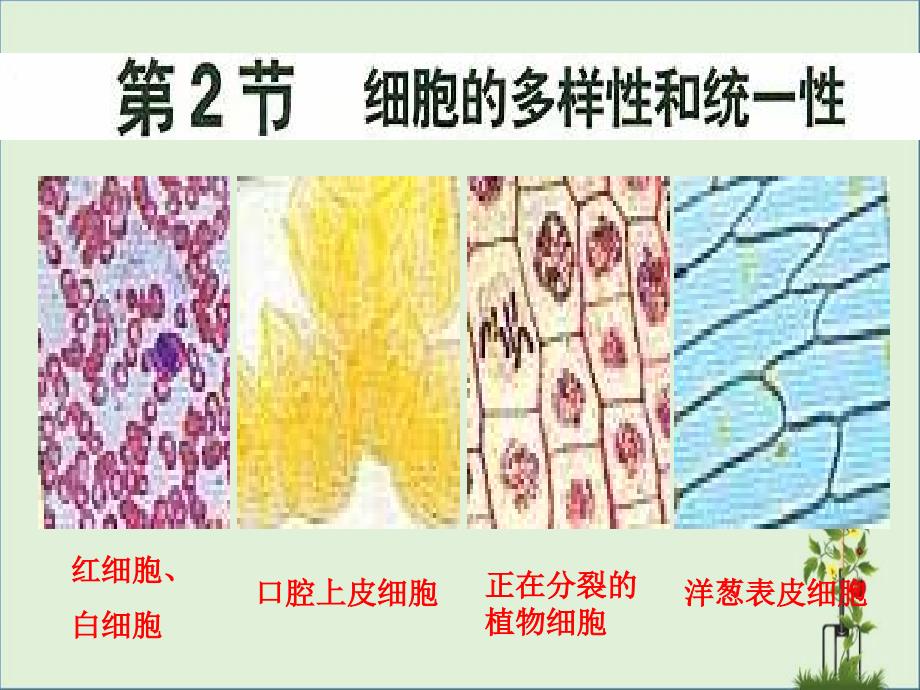 12--细胞的多样性和统一性总结_第1页