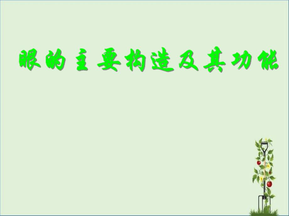 11.3眼和视觉解析_第1页