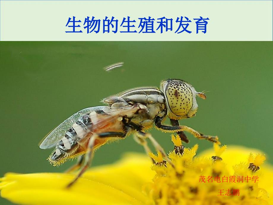 19复习人教版八年级下册第一章生物的生殖和发育剖解_第1页