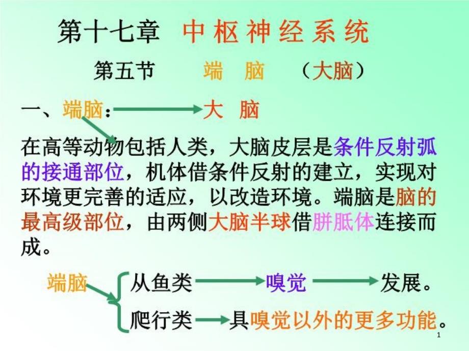 解剖学中枢神经系统笔记大全-课件_第1页