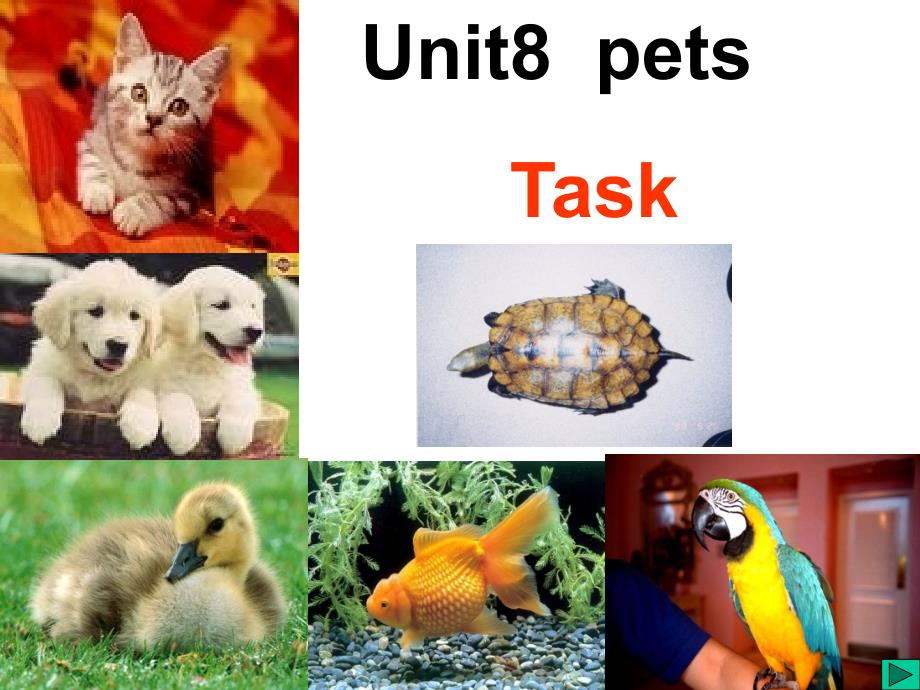 牛津译林版7B英语Unit8-Pets-Taskppt课件_第1页