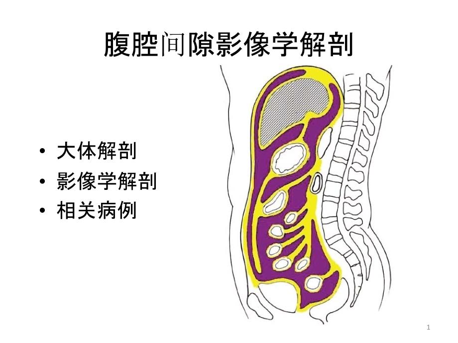 腹腔间隙影像学解剖课件_第1页