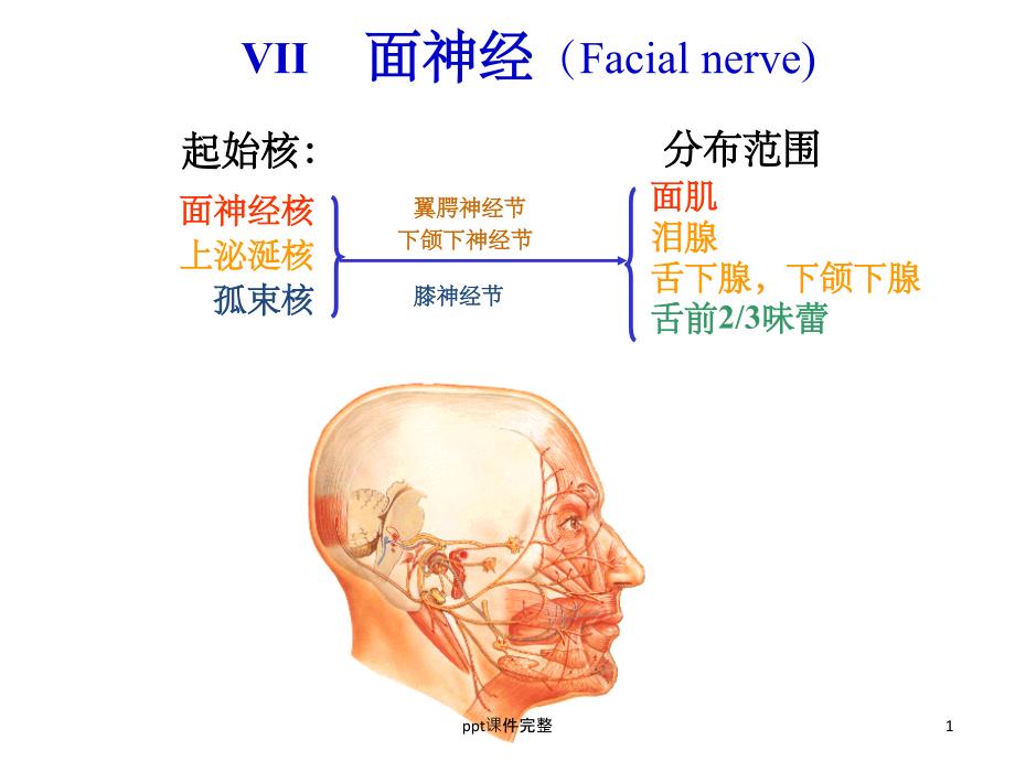 面神经解剖课件_第1页