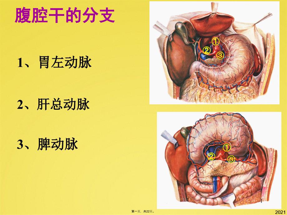 腹腔干的分支课件_第1页