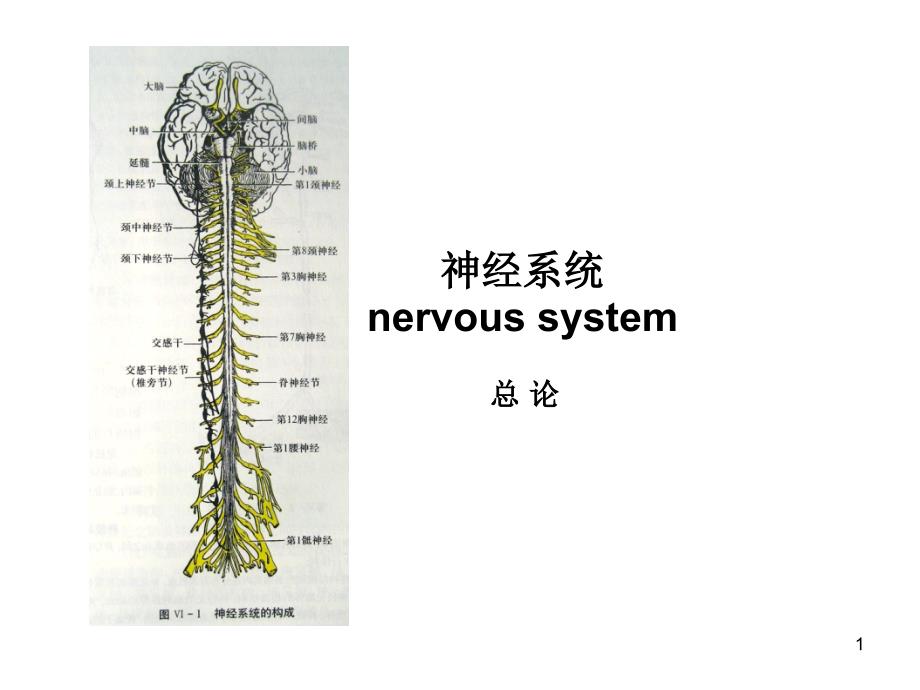 神经系统总论和脊髓课件_第1页