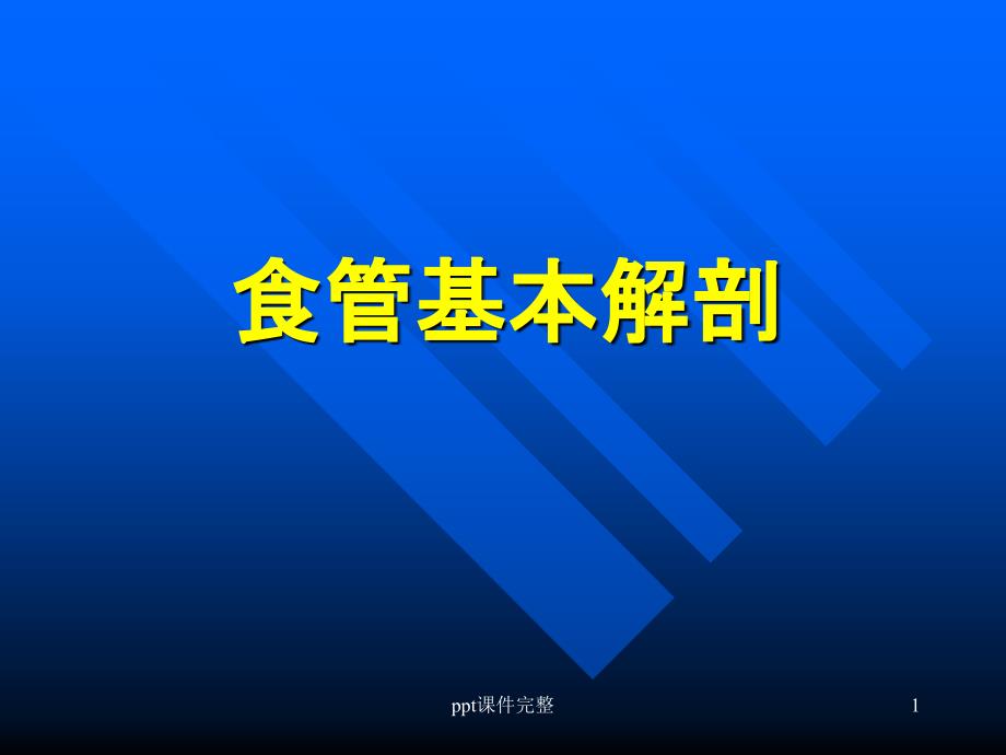 食管基本解剖课件_第1页