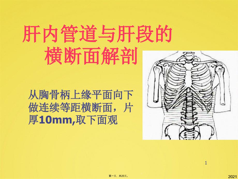 肝内管道与肝段的横断面解剖课件_第1页