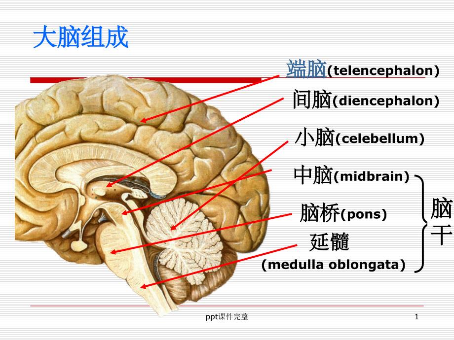 脑叶功能课件_第1页