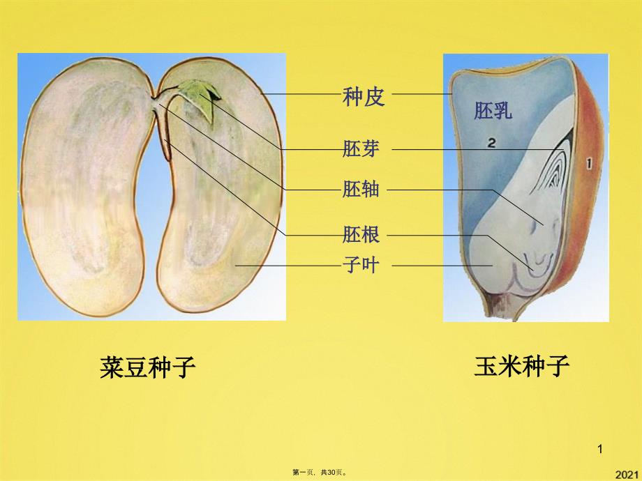 种子的萌发ppt课件(新人教版)_第1页