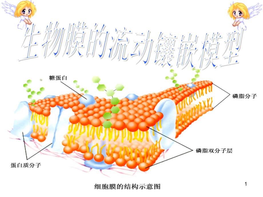 生物膜流动镶嵌模型ppt课件_第1页