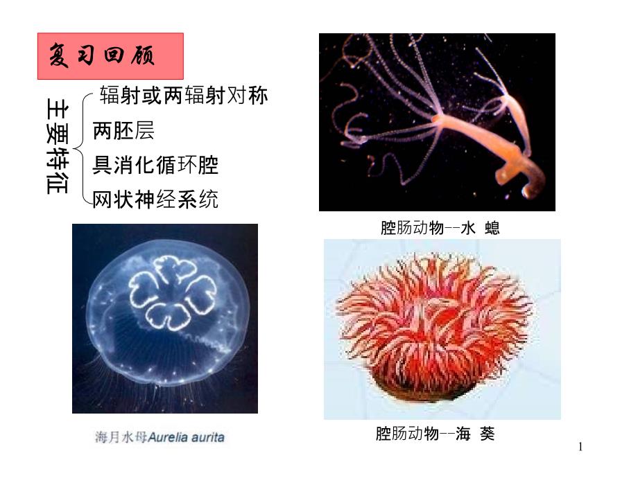 第三章扁形动物门课件_第1页