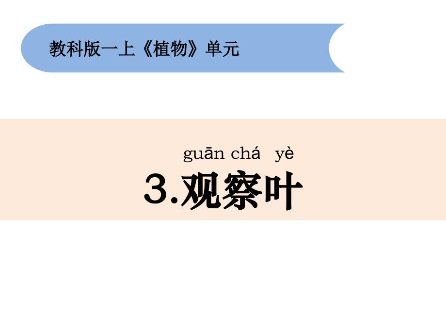 小学科学一年级上册(教科版)1.3《观察叶》ppt课件_第1页