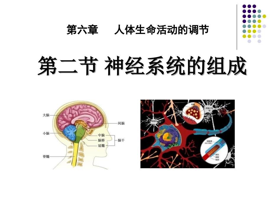 七年级生物神经系统的组成_第1页