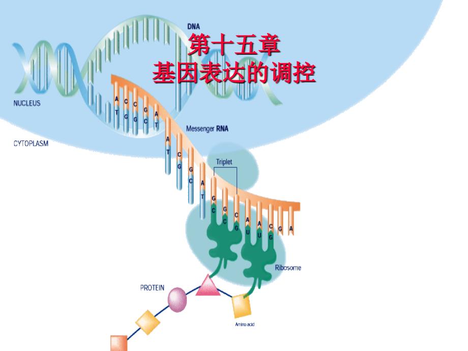 第十五基因表达的调控课件_第1页