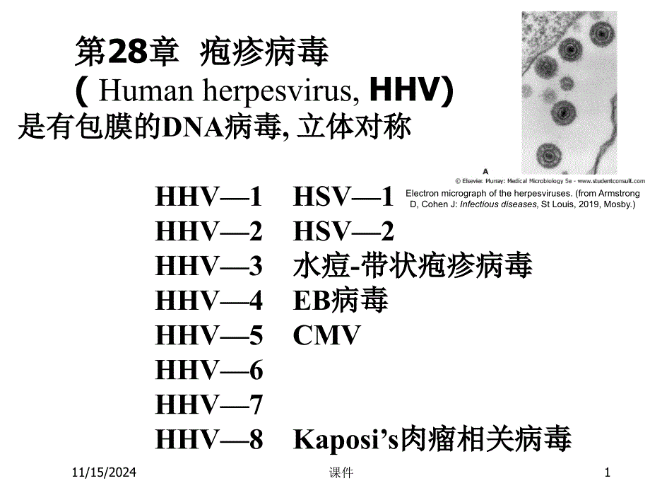 医学微生物学--第28章-疱疹病毒-课件_第1页