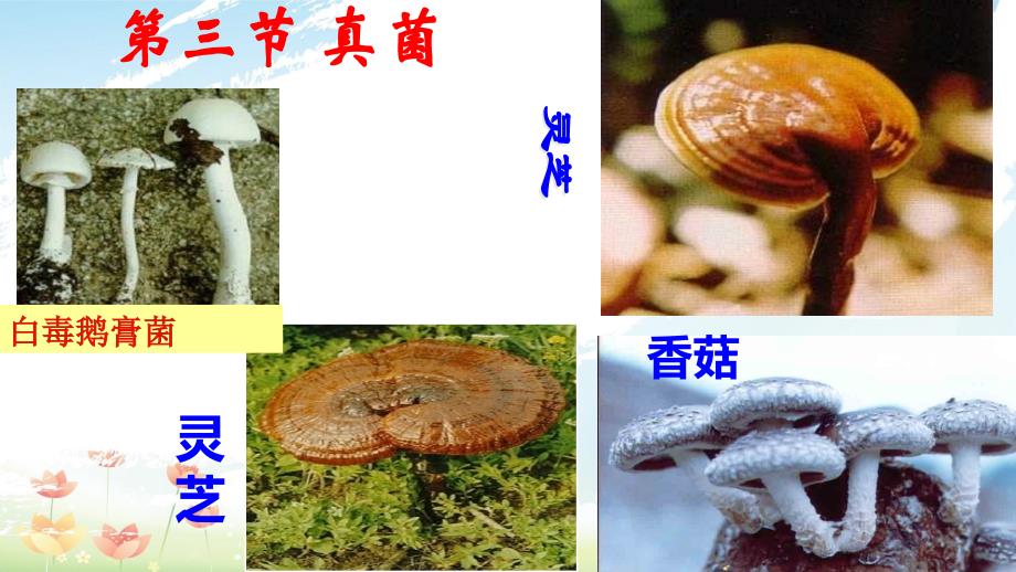 人教版初中八年级生物上册第三节-真菌课件_第1页