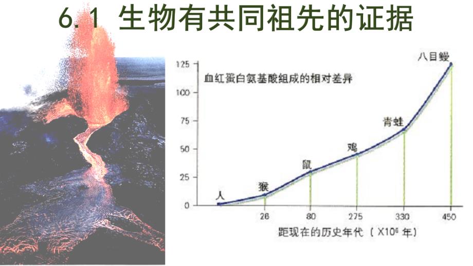 （新教材）生物有共同祖先的证据课件完美人教版_第1页