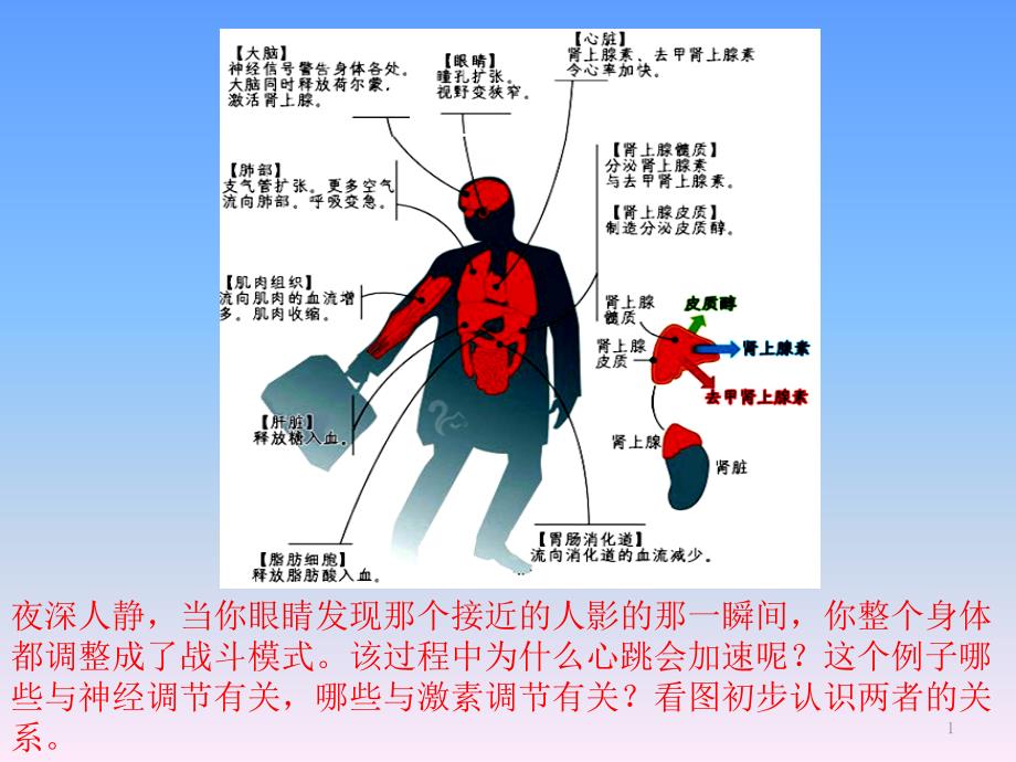 （新教材）体液调节与神经调节的关系课件分析人教版_第1页