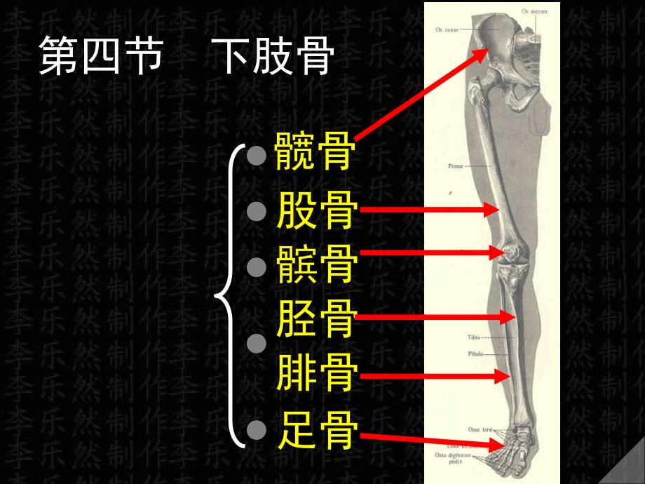 第四-下肢骨ppt课件_第1页