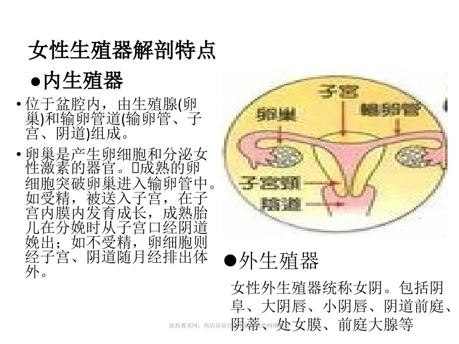 妇科课程(适合新员工)ppt课件_第1页