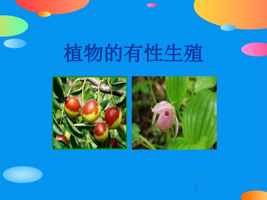 《植物的有性生殖》课件_第1页