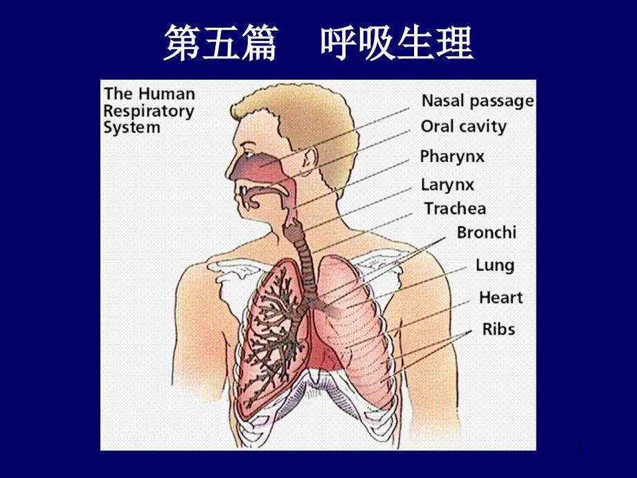 呼吸生理一.ppt课件_第1页