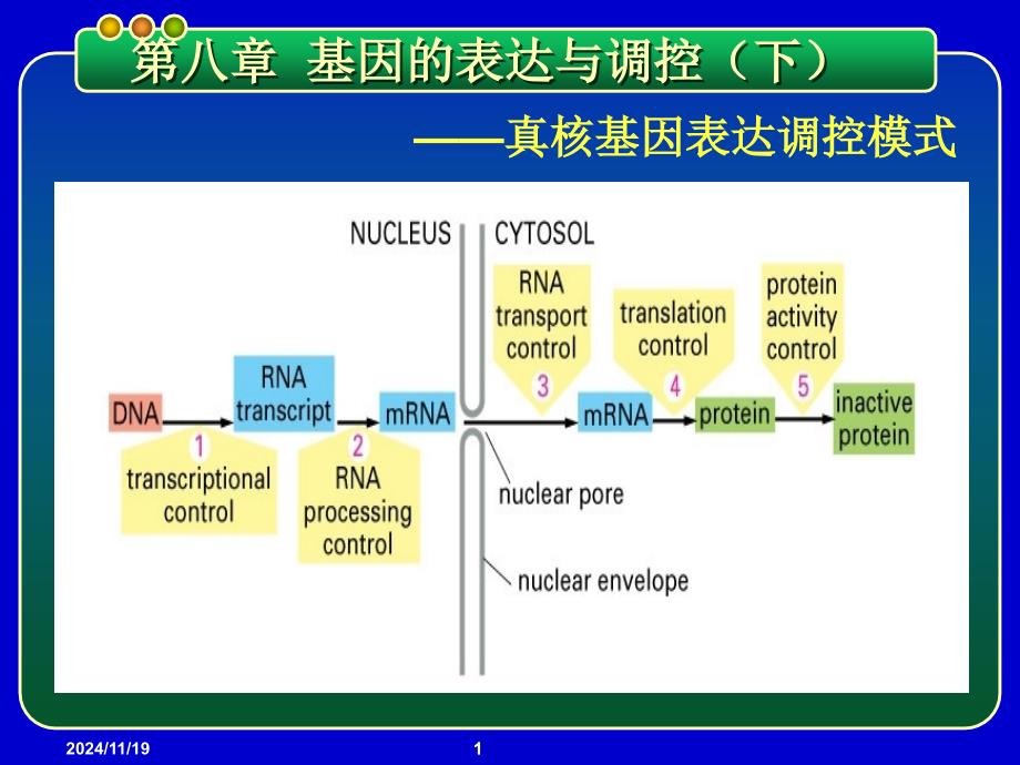 基因工程课件-第八章-基因的表达与调控-真核基因表达调控模式_第1页