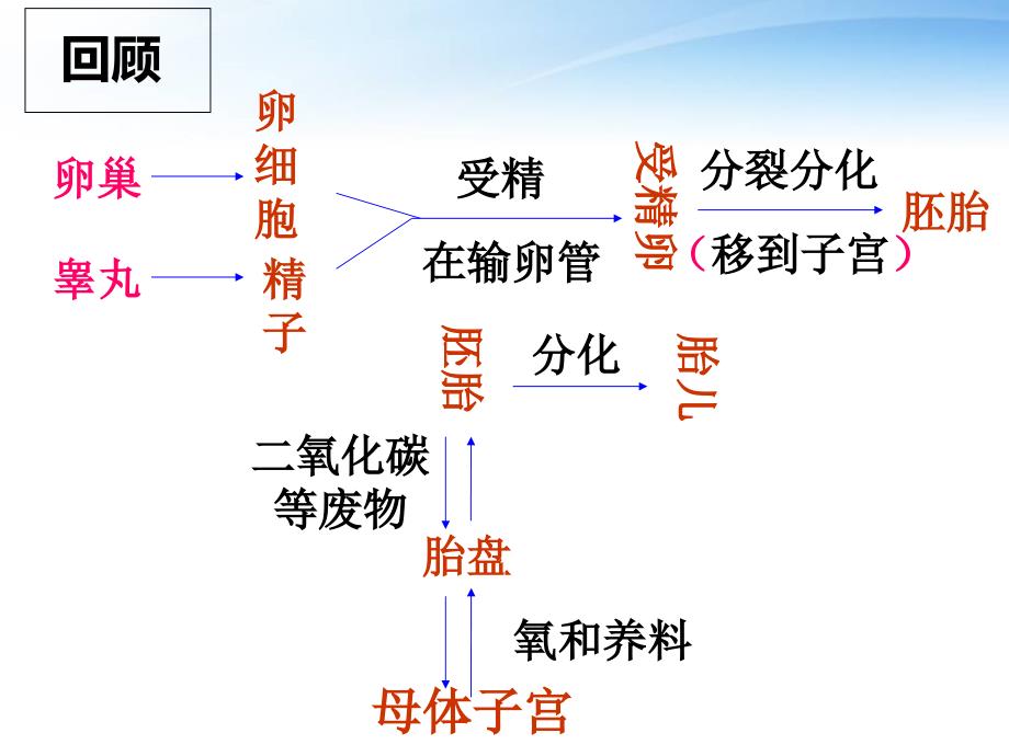 动物的有性生殖-课件_第1页