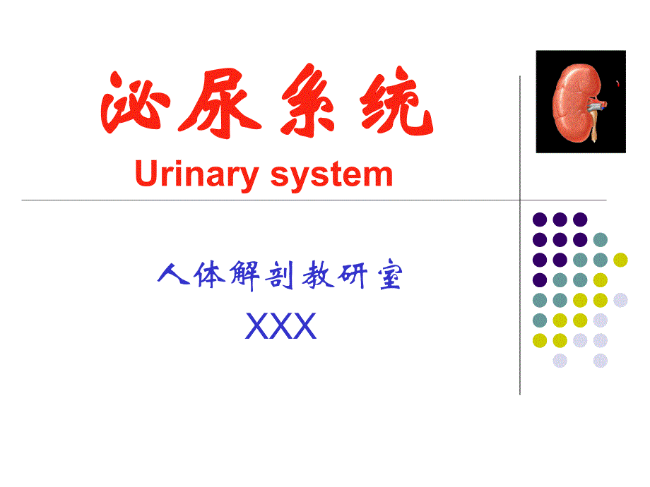 人体解剖学泌尿ppt课件_第1页